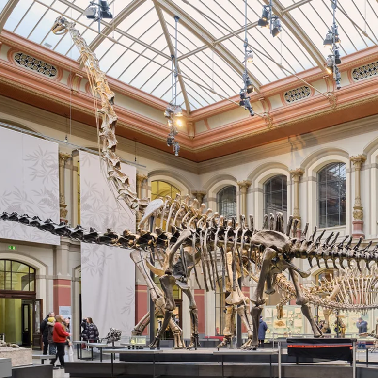 Dinosaurierskelette in der Ausstellung des Museums für Naturkunde Berlin